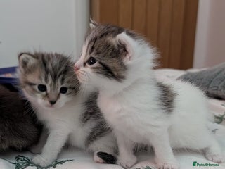 Domestic Shorthair cats 2 Kittens for sale - Advert 11