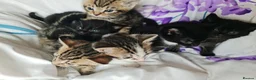 Mixed Breed cats for sale: Adorable & Playful Kittens Raised with Kids  - Advert 12