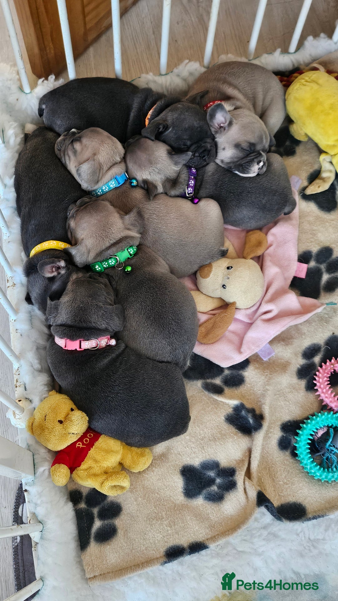 French Bulldog dogs for sale: KC REGISTERED BLUE & TAN FRENCHIES BOYS & GIRLS - Image 21