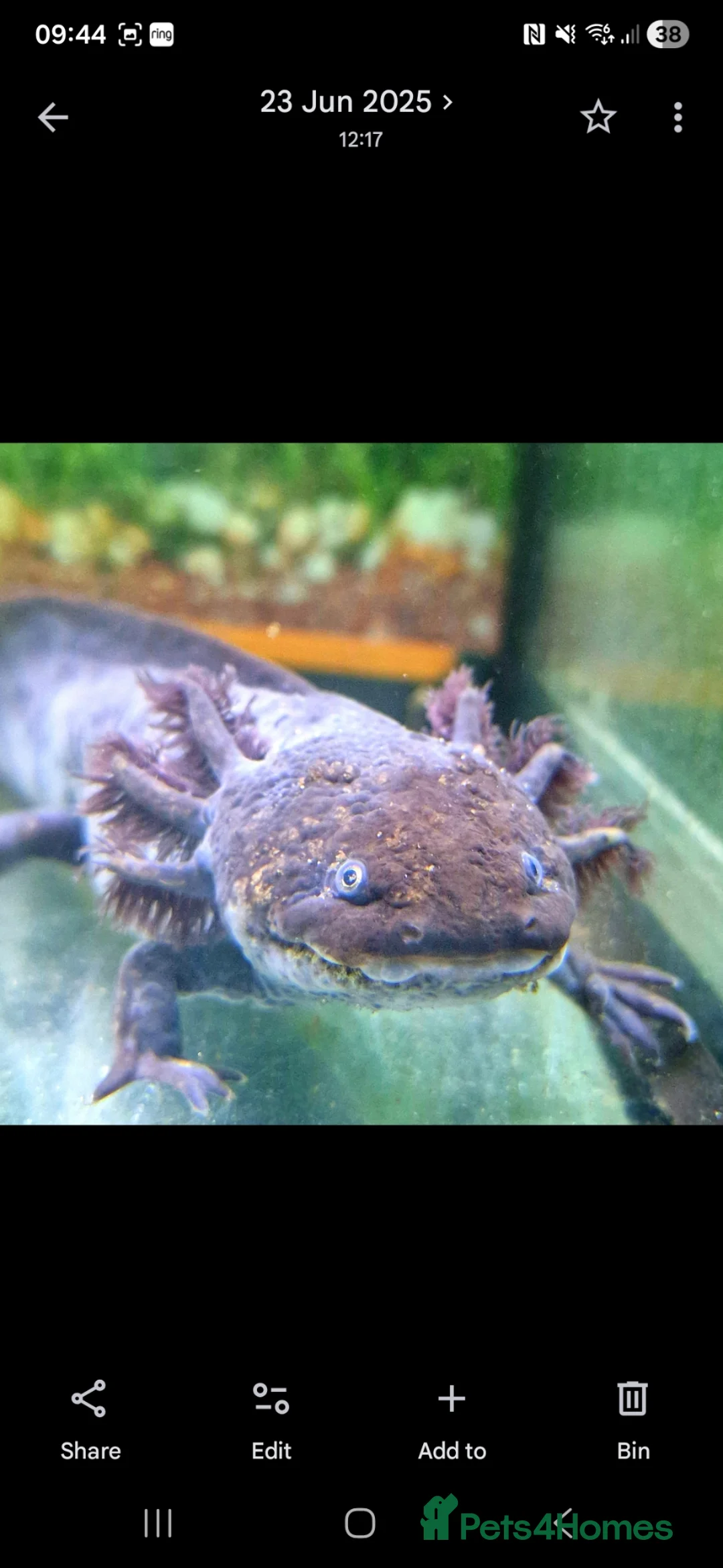 Other/Mixed Breed fish for sale: 2 Male Axolotls - Advert 2
