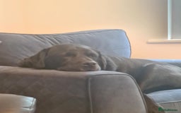 Labrador Retriever dogs for sale: 7 Year Old Black Male Labrador  - Image 4