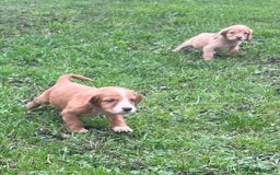 Cocker Spaniel dogs for sale: 7 gorgeous cocker spaniel puppies - Image 17