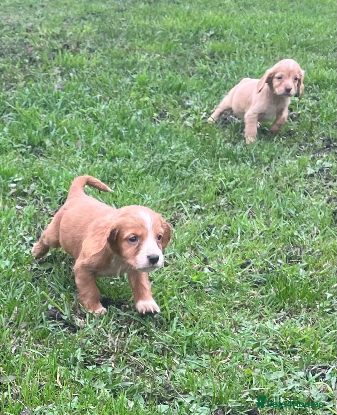 Cocker Spaniel dogs for sale: 7 gorgeous cocker spaniel puppies - Image 17