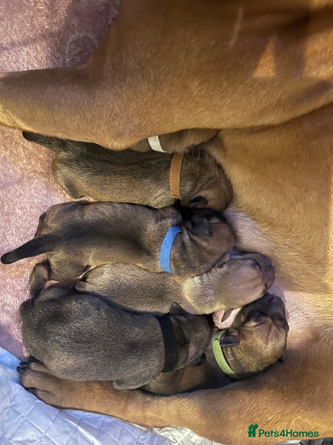 Staffordshire Bull Terrier dogs for sale: Red staffy pups  - Advert 21