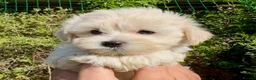 Maltipoo dogs for sale: Stunning Teddy Bear Toy Maltipoo Puppies  - Advert 37
