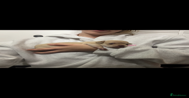 Chihuahua dogs Fawn chihuahua puppy ready 24th Dec 🎁 **  - Advert 5