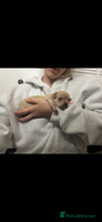 Chihuahua dogs Fawn chihuahua puppy ready 24th Dec 🎁 ** - Advert 3