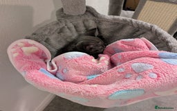 Russian Blue cats for sale: 3 Month Old Kitten Looking 4 a Loving Forever Home - Advert 8