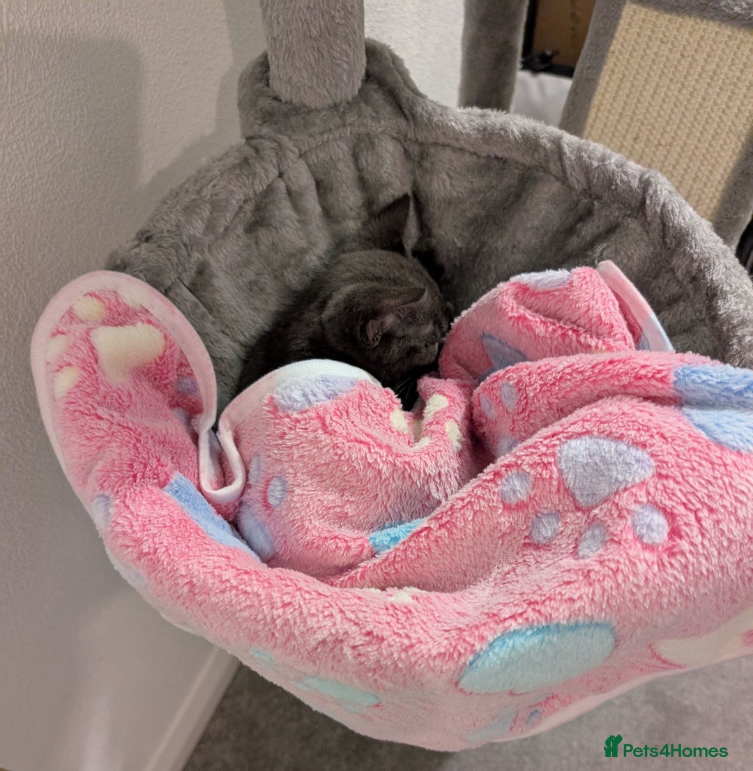 Russian Blue cats for sale: 3 Month Old Kitten Looking 4 a Loving Forever Home - Advert 8