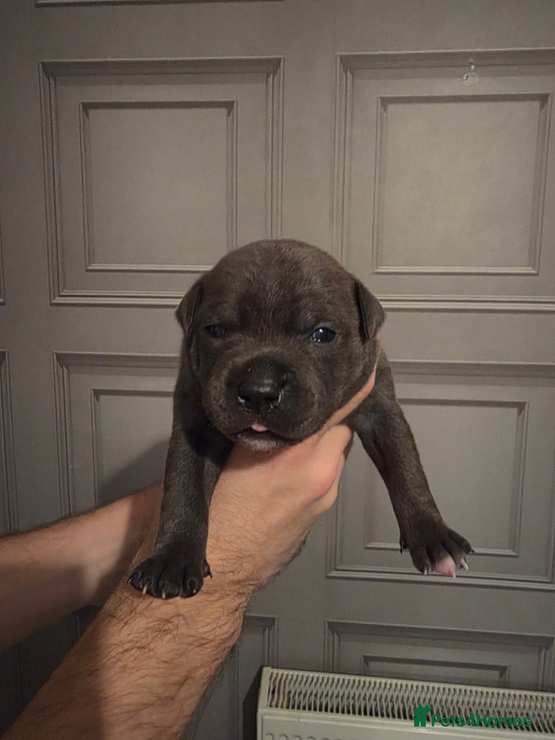 Staffordshire Bull Terrier dogs for sale: Staffordshire Bull Terrier Puppies - Image 22