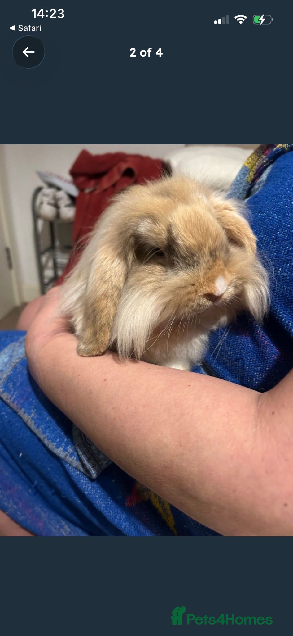 Mini Lion Lop rabbits Lion lop bunny  - Advert 2