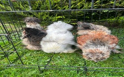 Chickens poultry for sale: Looking to Rehome 3 silkies Boys , 3 months old  - Advert 7
