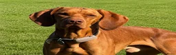 Hungarian Vizsla dogs for sale: Crufts Best in Show & Elite working Bloodlines - Advert 10