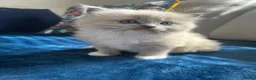 Ragdoll cats for sale: TICA Registered kitten - Advert 5