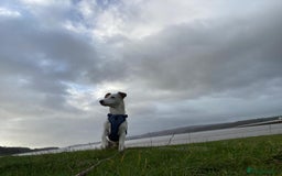 Jack Russell dogs for stud: Beautiful Jack Russell for Stud  - Image 11
