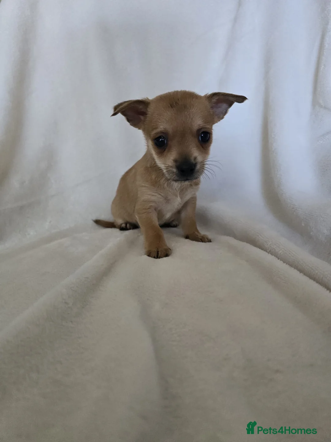 Chihuahua dogs for sale: Chihuahua puppies  - Advert 4