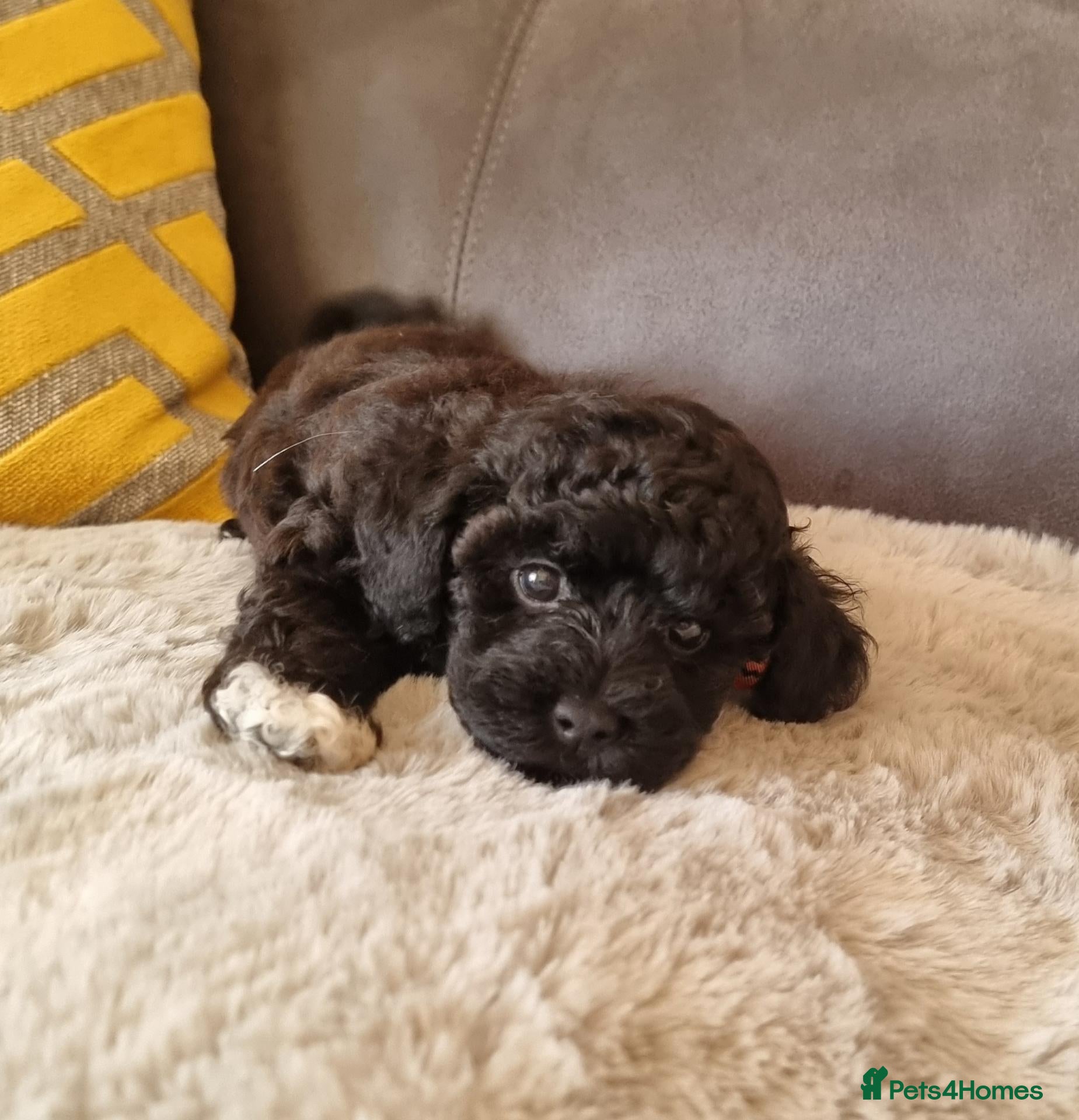 Shihpoo dogs Gorgeous Little Shihpoo Pups sold Fully Vaccinated - Advert 2