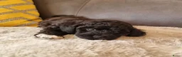 Shihpoo dogs for sale: Gorgeous Little Shihpoo Pups sold Fully Vaccinated - Advert 1