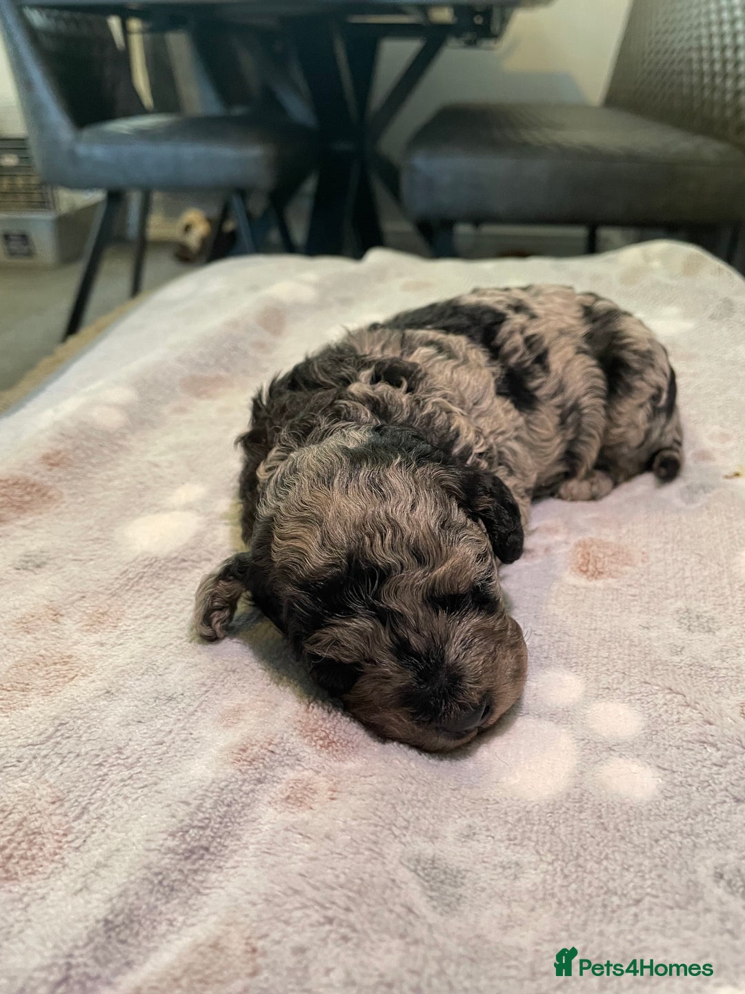 Cockapoo dogs for sale: 3 beautiful cockapoo puppies for sale  - Advert 22