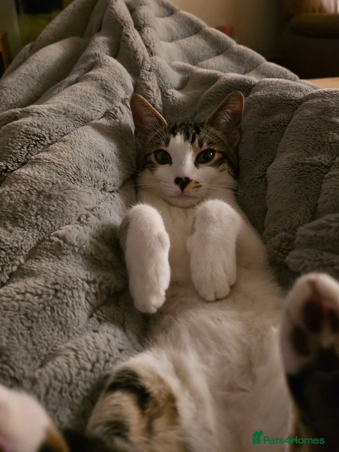 Bengal cats for sale: Cute cross bengal kitten available - Advert 2