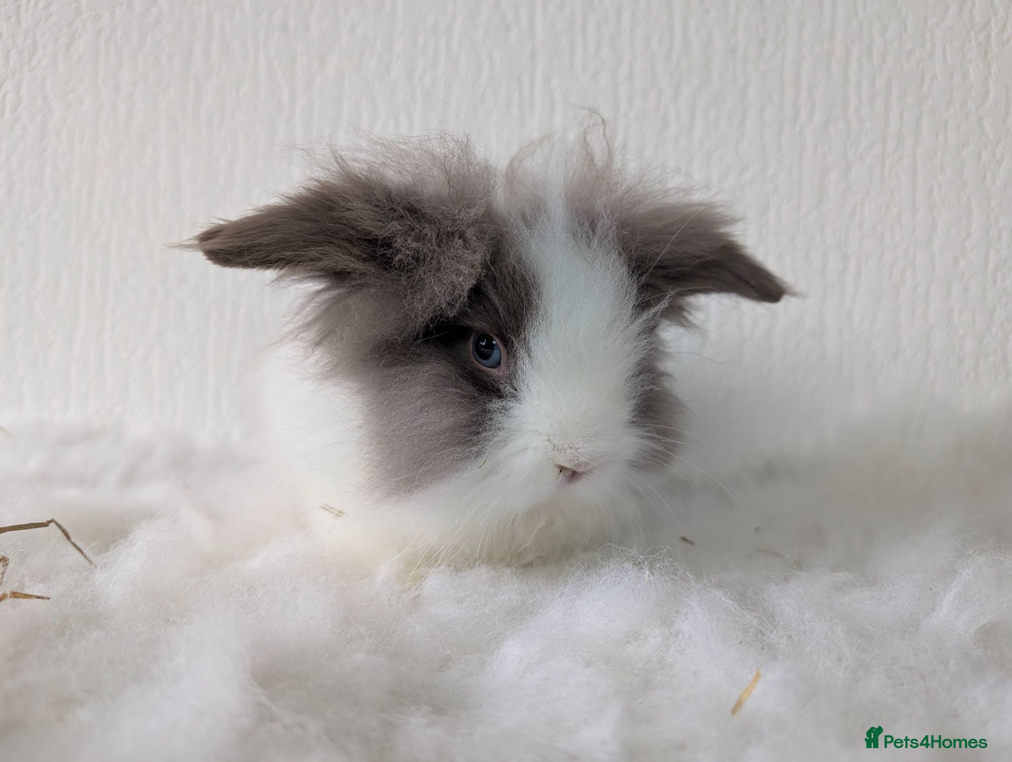 Lionhead rabbits Double Maned BE Lionhead for Adoption - Advert 2