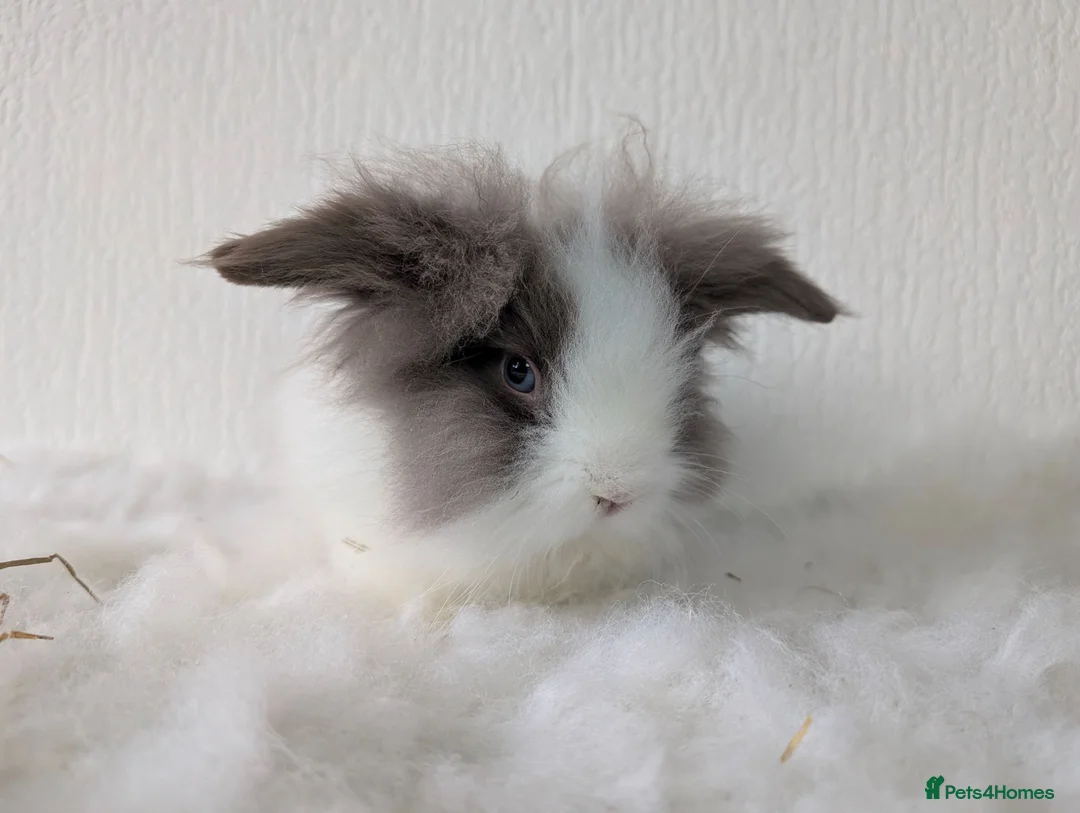 Lionhead rabbits for sale: Double Maned BE Lionhead for Adoption - Advert 2
