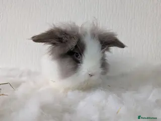 Lionhead rabbits Double Maned BE Lionhead for Adoption - Advert 2