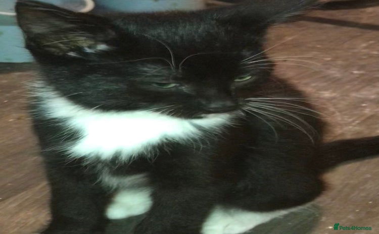 Domestic Shorthair cats - Advert 8