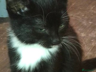 Domestic Shorthair cats - Advert 2