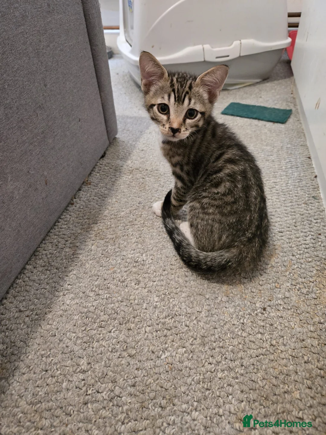 Mixed Breed cats for sale: Maine coon x sphynx  - Advert 2