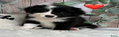 Red Collar Male