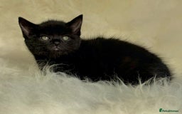 Mixed Breed cats for sale: Beutiful, Kittens Raised to Highest Standard - Image 12