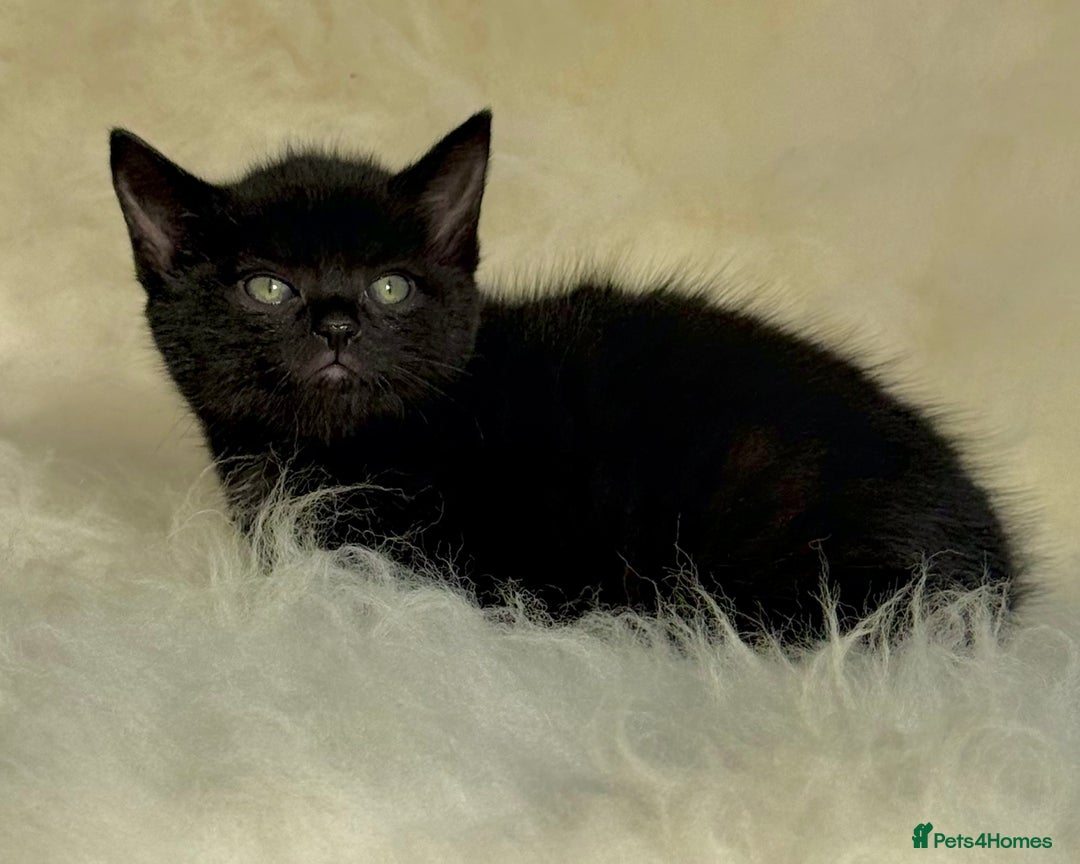 Mixed Breed cats for sale: Beutiful, Kittens Raised to Highest Standard - Image 12