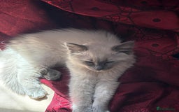 Ragdoll cats for sale: Male ragdoll kitten for sale-500 - Image 3