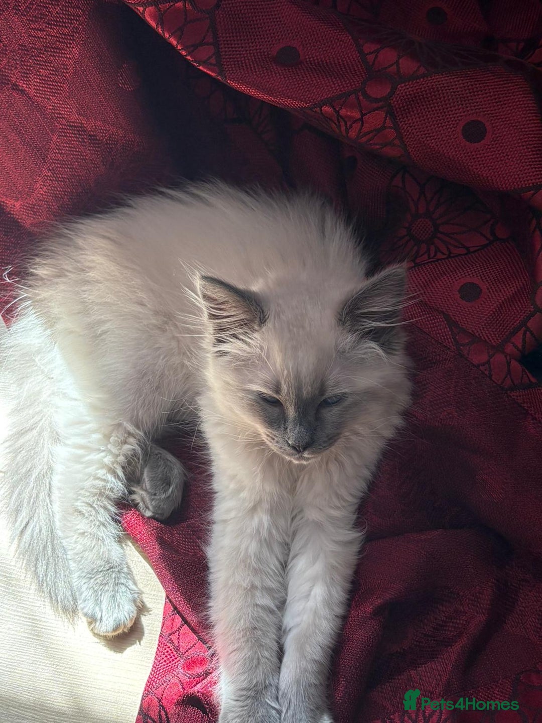 Ragdoll cats for sale: Male ragdoll kitten for sale-500 - Image 3