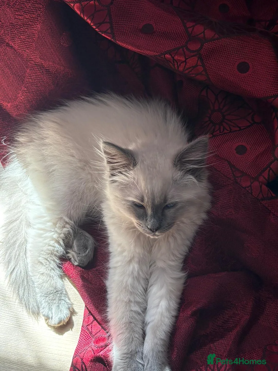 Ragdoll cats for sale: Ragdoll ready to leave now with items -400 - Advert 3