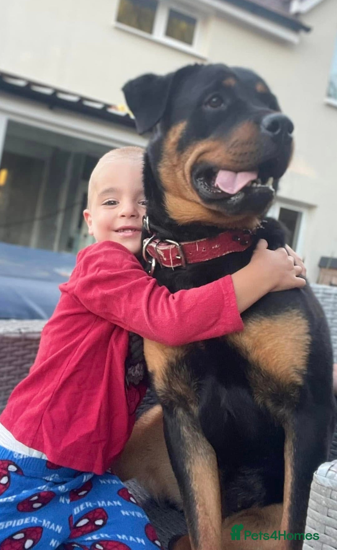 Rottweiler dogs for sale: Chunky Rottweiler puppies! - Advert 5