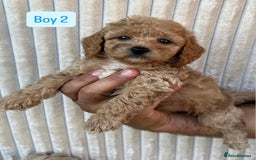 Maltipoo dogs for sale: Blue eyes F1 Maltipoo puppies - Image 7