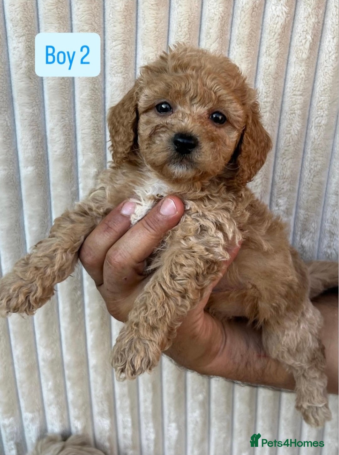 Maltipoo dogs for sale: Blue eyes F1 Maltipoo puppies - Image 7