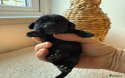 Cocker Spaniel dogs for sale: Exceptional pedigree KC champion show Cockers.  - Image 19