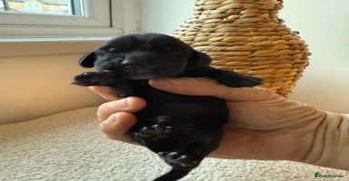 Cocker Spaniel dogs - Advert 15