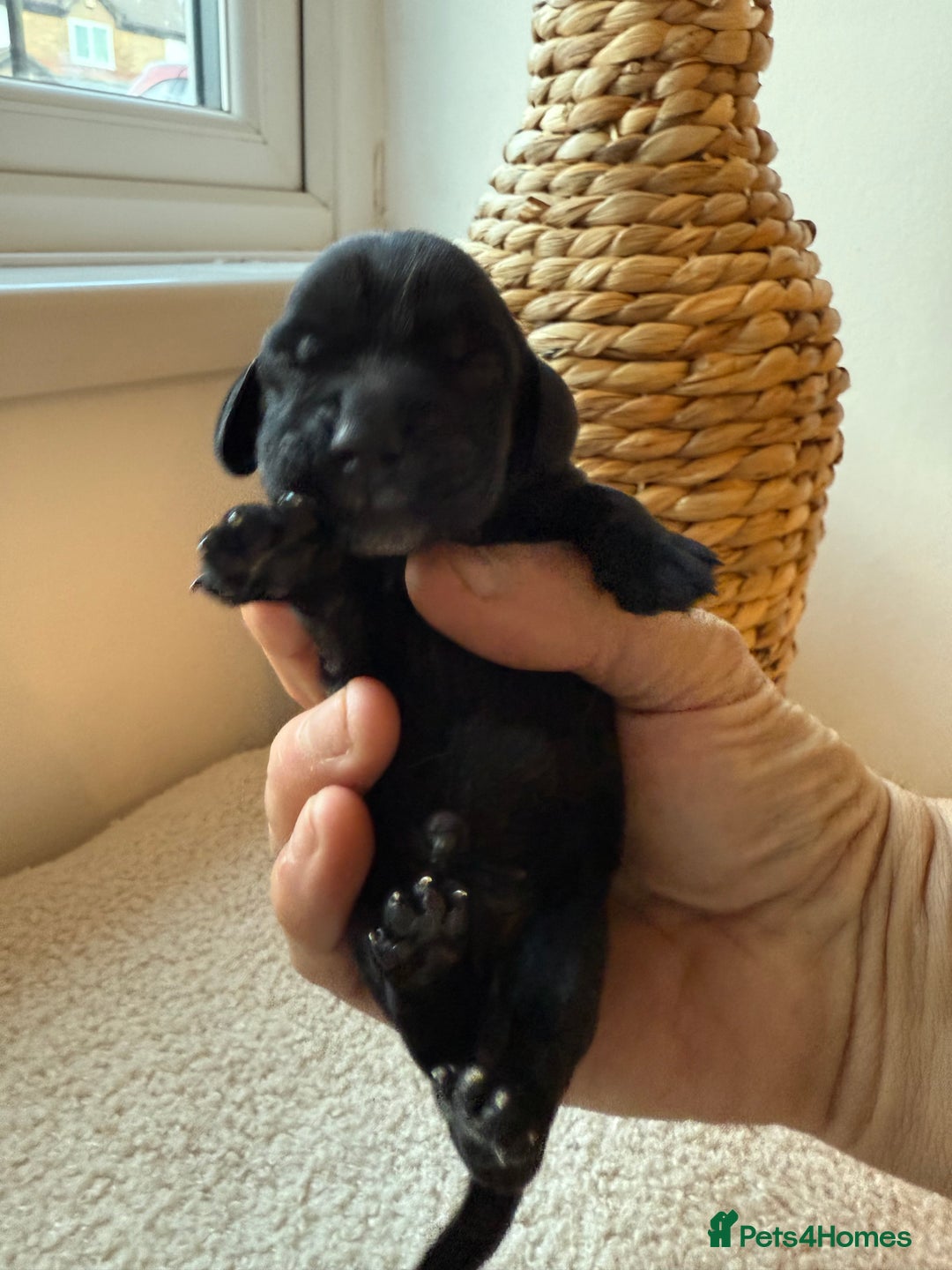 Cocker Spaniel dogs for sale: Exceptional pedigree KC champion show Cockers.  - Image 19