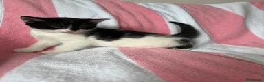 Marshmallow