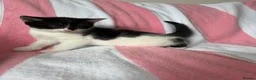 Mixed Breed cats for sale: Kittens, black and white - Advert 12