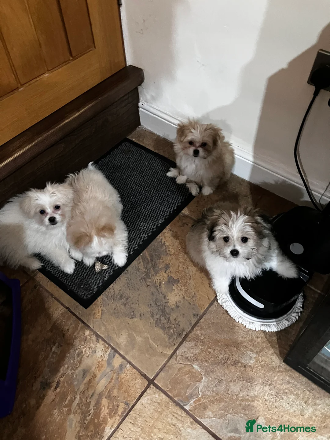 Mixed Breed dogs for sale: Malti-Pom Puppies - £1200 - 3 Left - Advert 22