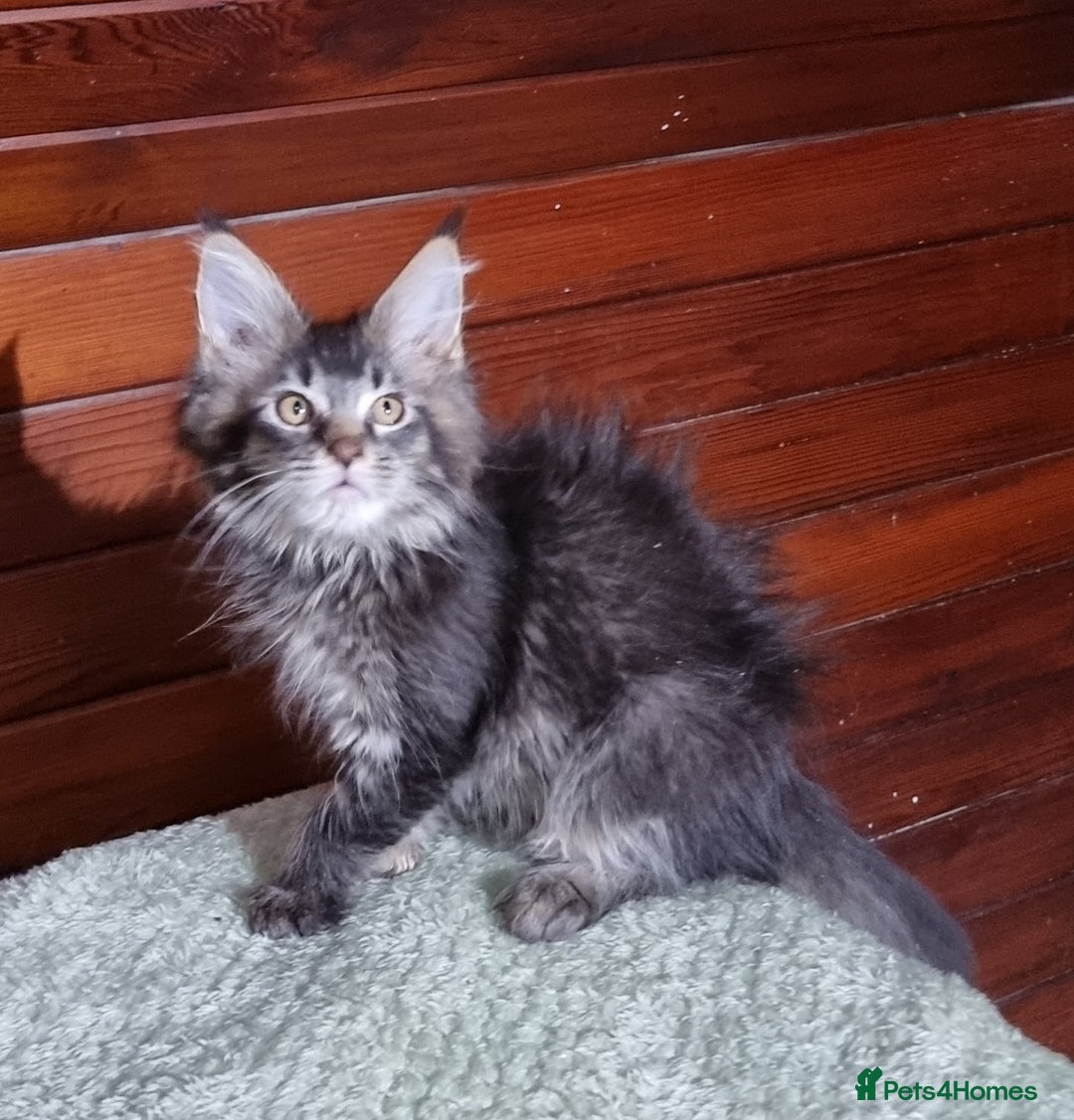 Maine Coon cats for sale: GCCF Pedigree Maine Coon Kittens for sale  - Image 15