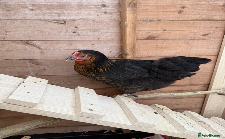 Chickens poultry - Advert 1
