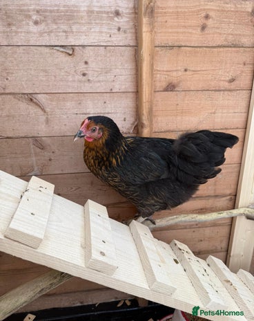 Chickens poultry - Advert 1