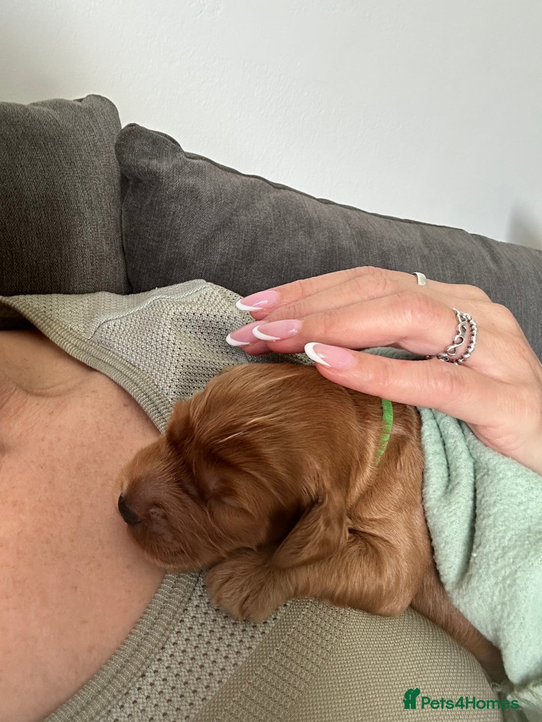 Cockapoo dogs for sale: Cockerpoo - Advert 5