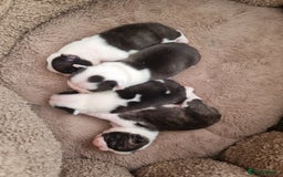 Boston Terrier dogs for sale: Beautiful Boston Terriers pups - Image 5